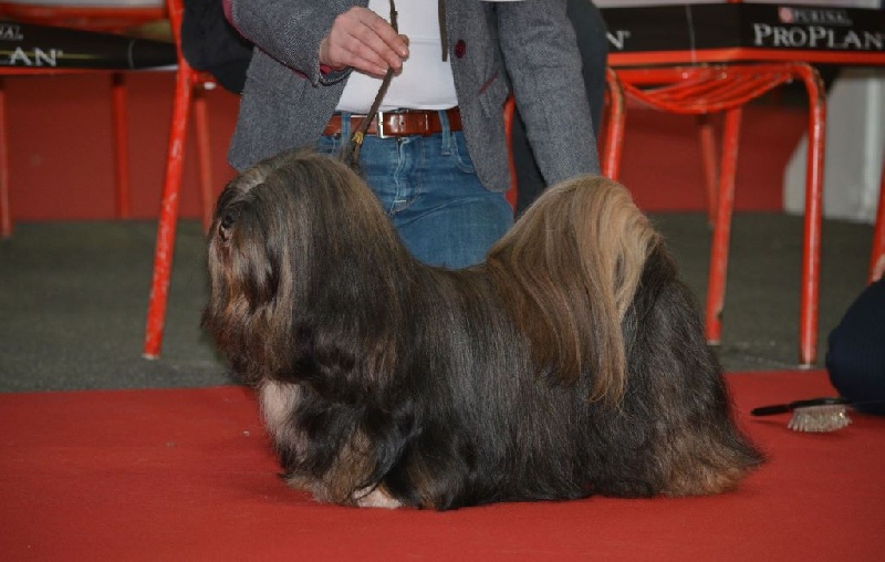 Les Lhassa Apso de l'affixe du Parc De Courtefontaine