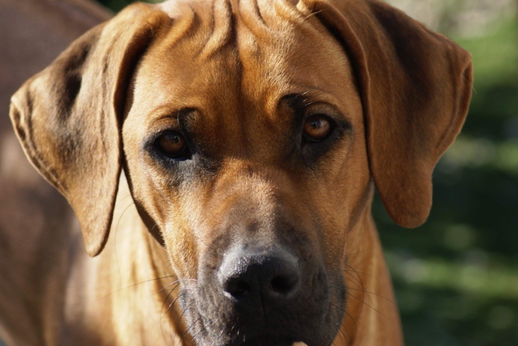 Les Rhodesian Ridgeback de l'affixe du Parc De Courtefontaine