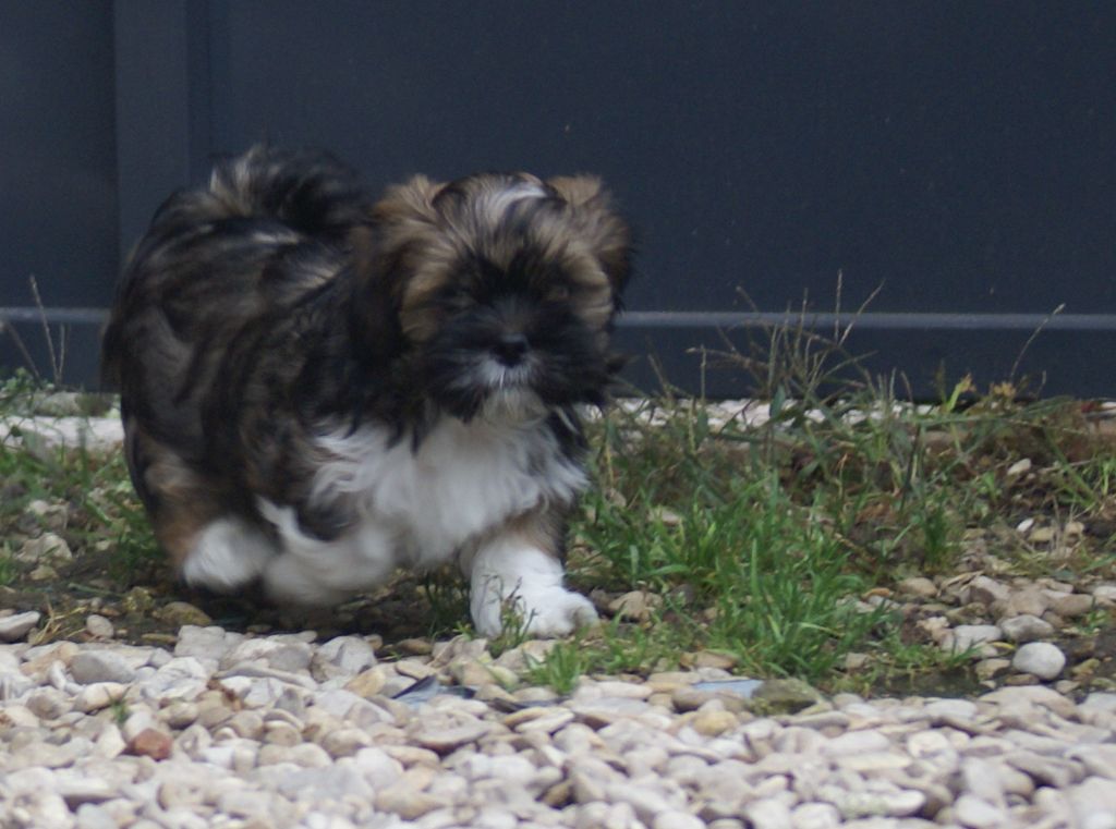 du Parc De Courtefontaine - Chiot disponible  - Lhassa Apso