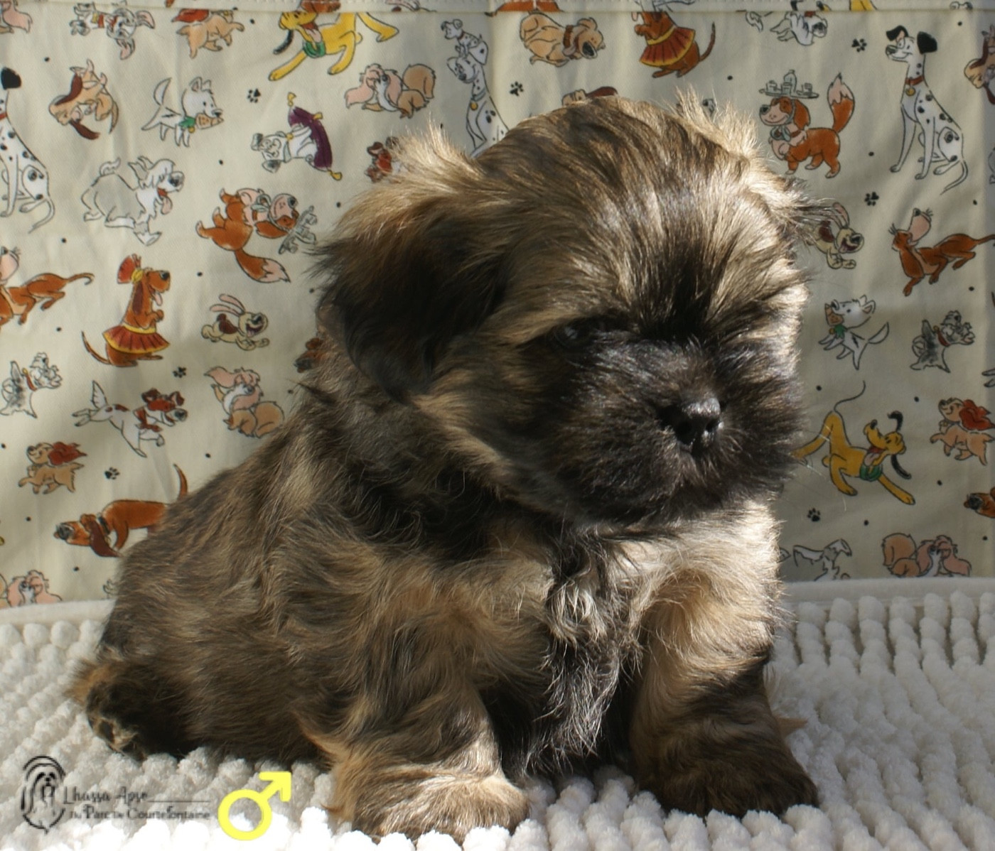 du Parc De Courtefontaine - Chiots disponibles - Lhassa Apso