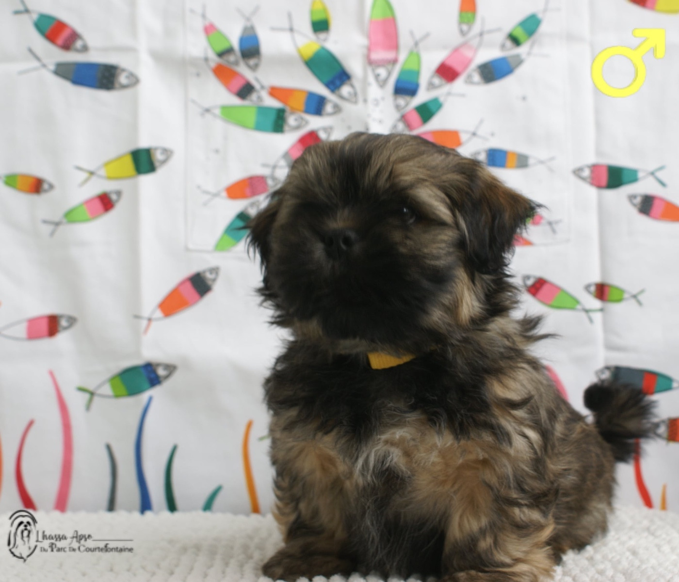 du Parc De Courtefontaine - Chiots disponibles - Lhassa Apso