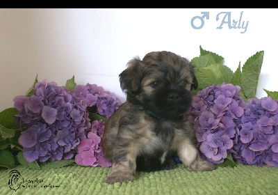 CHIOT 2