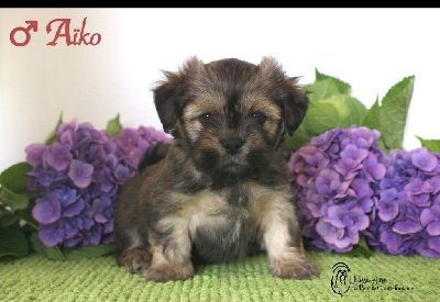CHIOT 1
