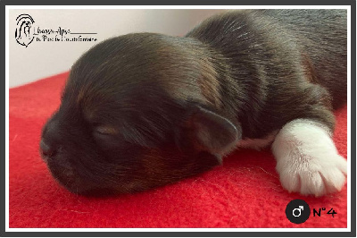 CHIOT 4