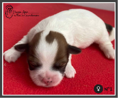 CHIOT 1