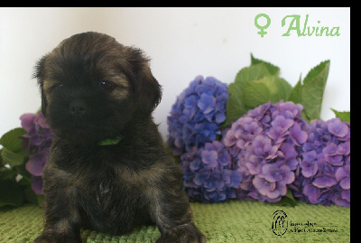 CHIOT 5