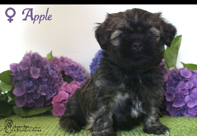CHIOT 3