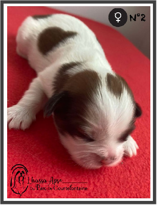 CHIOT 2