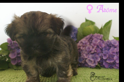CHIOT 4